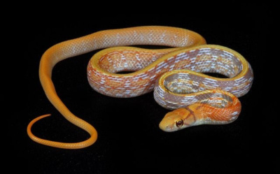 het.Albino T+